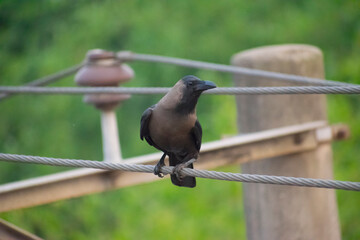 portrait image of a black crow on the electric wire.