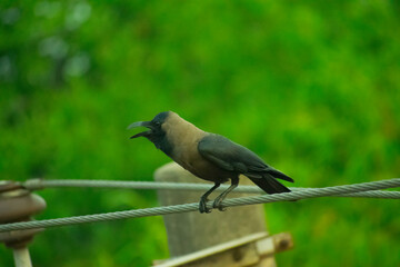 portrait image of a black crow on the electric wire.