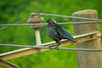 
portrait image of a moving crow on the electric wire.