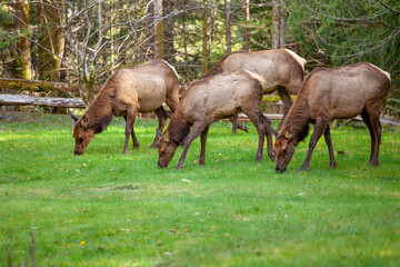 Fototapeta premium A herd of Elk graze and feed on a grassy lawn in the late Spring. Elk live on forest-edge habitats and travel in patterns for food, water and cover (shelter)
