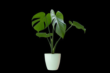 Fototapeta na wymiar Monstera in a white vase, perfect for interior design Die-Cut PNG with Path Line.