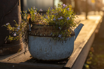 Reused planter ideas. Second-hand kettle and old teapot turn into garden flower pots on a terrace...