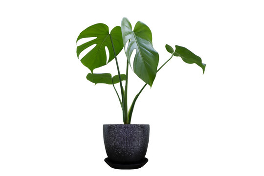 Monstera in a vase marble, perfect for interior design Die-Cut PNG with Path Line.
