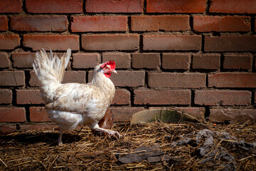 A white chicken walks around the village in natural conditions