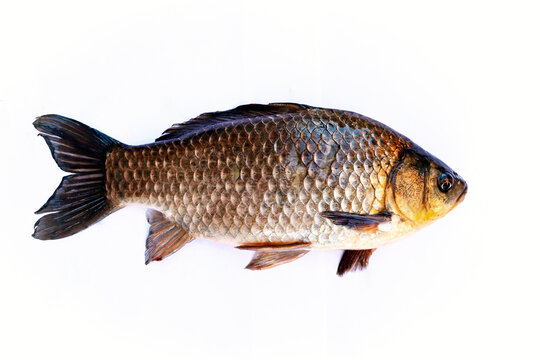 Crucian carp is a small representative of the carp family. Isolated on a white background.
