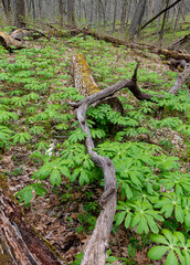 Fototapeta premium 667-45 Mayapple Twist