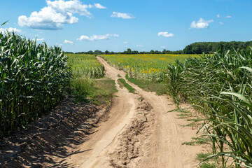 road through cornfield and sunflower in background