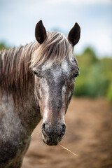 portrait of a horse