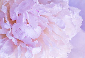 Soft focus, abstract floral background, pale pink peony flower petals. Macro flowers backdrop for holiday brand design