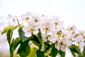 White flowers of a blooming garden close-up. Pear tree in blossom close-up. Gardening and garden care. Beautiful natural wallpaper. Delicate beauty. Spring mood. Detail of a orchard. Cultivated plant