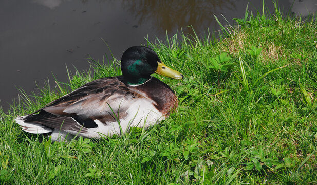 uck by the lake sitting on the grass, duck with a green-blue head