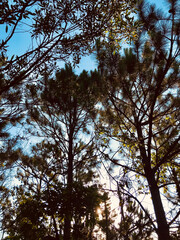 Trees in the woods in Florianópolis, Brazil. 