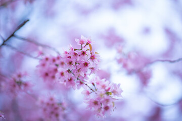 Selective focus of beautiful branches of pink Cherry blossoms on the tree under blue sky, Beautiful Sakura flowers during spring season in the park, Flora pattern texture, Nature floral background.