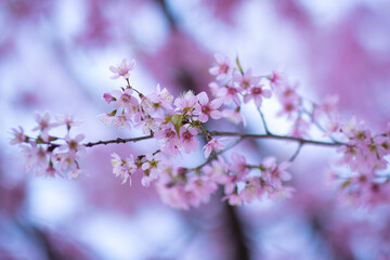 Selective focus of beautiful branches of pink Cherry blossoms on the tree under blue sky, Beautiful Sakura flowers during spring season in the park, Flora pattern texture, Nature floral background.