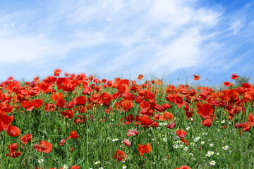Fototapeta na wymiar poppy flowers in the field