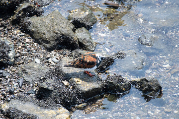 Ruddy turnstone male on a canal