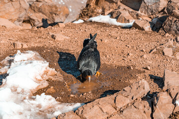 Mountain caracara drinking water on the snowy summit of Cerro Provincia.