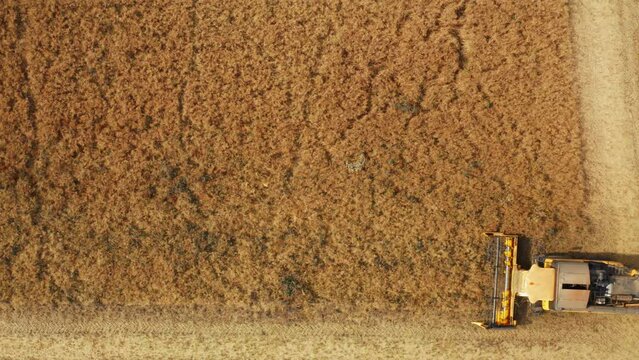 Orange harvester cuts grown rapeseed leaving windrows. Professional combine collects harvest from large field at scorching sunlight aerial view
