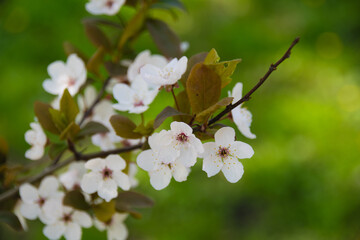 Japanese sakura cherry flowers close-up in spring on a tree in the park. Bright spring background.
