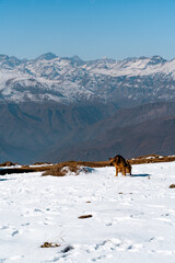 Vertical shot of dog urinating on snowy Provincia mountain with Andes mountain range in background, Chile