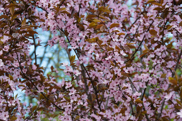 Sakura blossoms, many flowers on a tree on a sunny spring morning