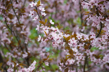 Sakura blossoms, many flowers on a tree on a sunny spring morning