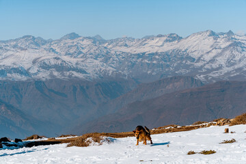 Horizontal shot of dog urinating on snowy Provincia mountain with Andes mountain range in background, Chile