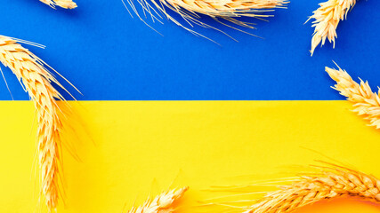 Ukraine wheat grain background. Ukrainian symbol with wheat grain ear isolated on yellow blue flag...