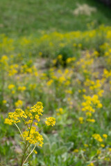 Obraz premium many kind of spring flowers in Yamagata