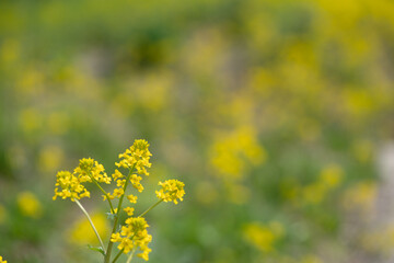 Obraz premium many kind of spring flowers in Yamagata