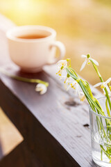 morning tea or coffee cup on wooden balcony outdoors with mountains background. bouquet of Carpathians snowdrop flowers near white cup. mountain relax concept