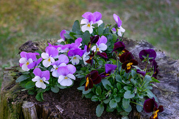 Multi-colored pansies are planted in an old stump.