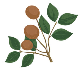 Copaiba Tree Fruits Illustration
