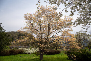 Sakura trees with green　東北山形の桜と葉桜