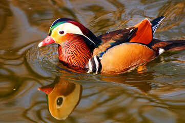 mandarin duck swim