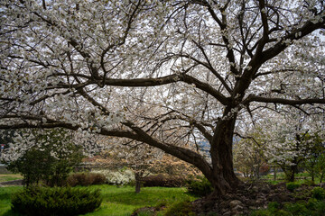 Sakura trees with green　東北山形の桜と葉桜