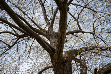 Sakura trees with green　東北山形の桜と葉桜