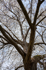 Sakura trees with green　東北山形の桜と葉桜