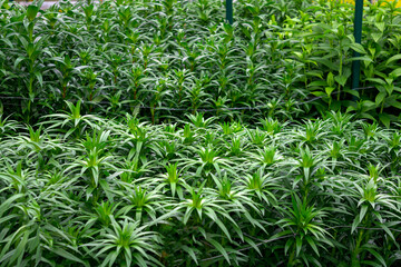 Garden lily flowers in flower pots in a greenhouse.