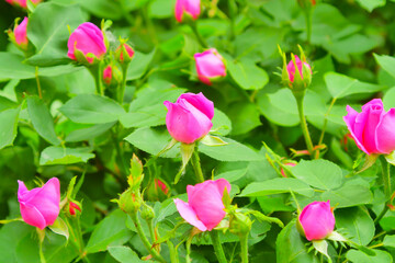 Obraz na płótnie Canvas Pink rose flower and rose bud close-up. Damascus rose garden