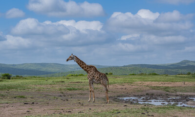 Giraffe im Naturreservat im Hluhluwe Nationalpark Südafrika