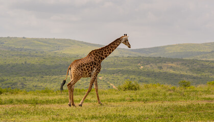 Naklejka na ściany i meble Giraffe im Naturreservat im Hluhluwe Nationalpark Südafrika