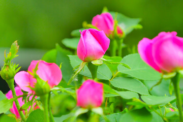 Pink rose flower and rose bud close-up. Damascus rose garden
