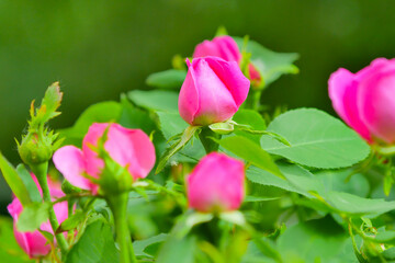 Pink rose flower and rose bud close-up. Damascus rose garden