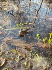 Frog sit in pond or puddle, bask in the sun. Around greenery, sun glare, branches and leaves. Nature. Amphibians, animals. Ecology. Closeup view Macro 4K