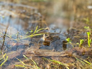 Frog sit in pond or puddle, bask in the sun. Around greenery, sun glare, branches and leaves. Nature. Amphibians, animals. Ecology. Closeup view Macro 4K