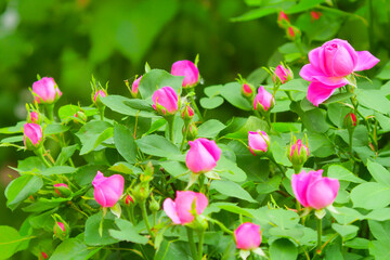 Pink rose flower and rose bud close-up. Damascus rose garden