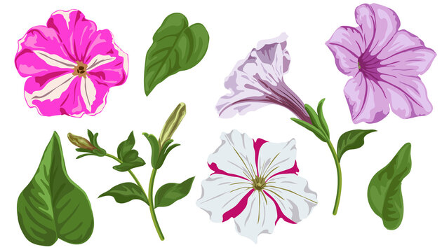 Set of petunia flowers on a white background. Isolated image.