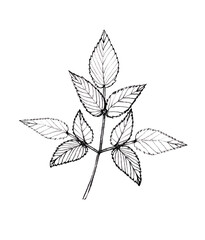 Aegopodium a sketch with a pencil. leaf of wild grass for design