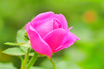 Pink rose flower and rose bud close-up. Damascus rose garden